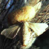 bombyx2.jpg (28575 octets)