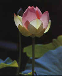 nenuphar.jpg (13284 octets)